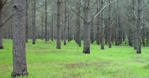 Timber windows and doors by Patchett Joinery