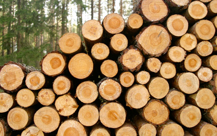 Timber windows and doors by Patchett Joinery