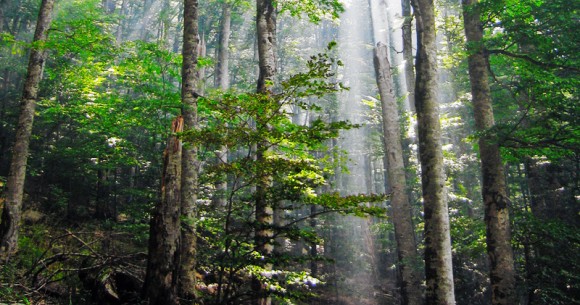 Timber windows and doors by Patchett Joinery