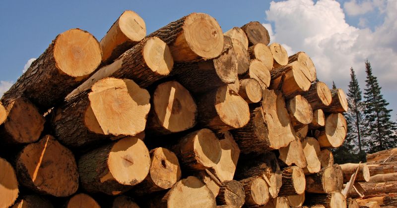 Stack of red grandis timber wood.