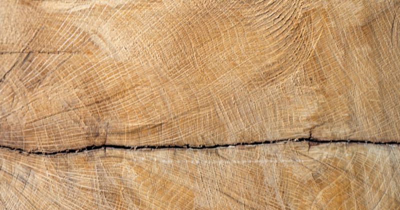 European Oak Timber Wood Texture.