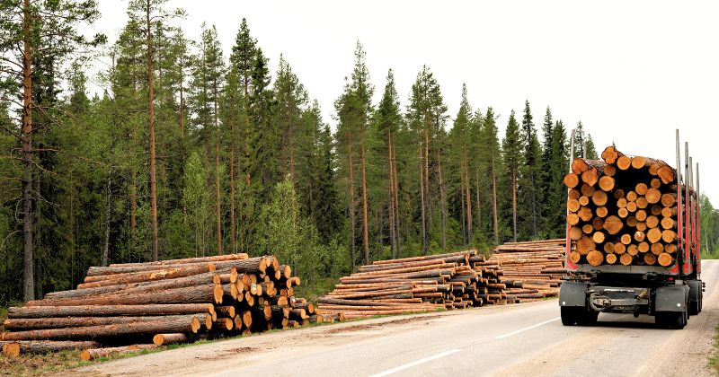 Stack of Timber Log Wood.